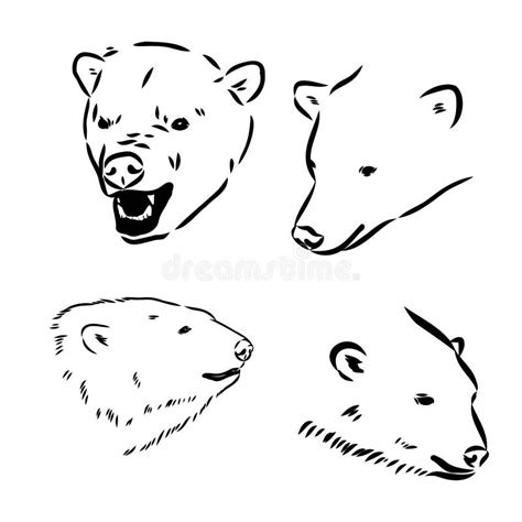 Hand Sketch Head of Polar Bear. Vector Illustration Stock Illustration ...