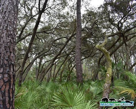 Wekiwa Springs State Park | Imagine Our Florida, Inc