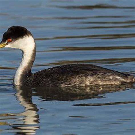 Is a Western Grebe a duck? - DIY Seattle