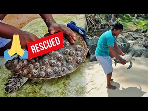 Rescue Sea Turtle, Removing Barnacles From Poor Sea Turtle [Animals, Nature, Ocean, Moana] CHIKA ...