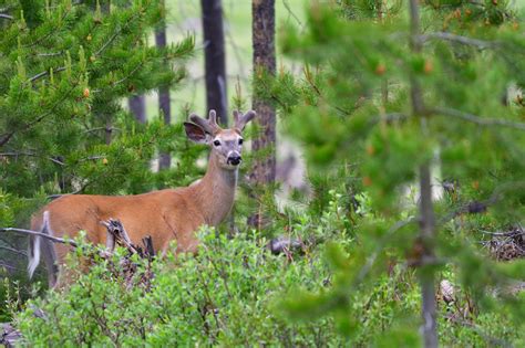 Top Native Georgia Animals