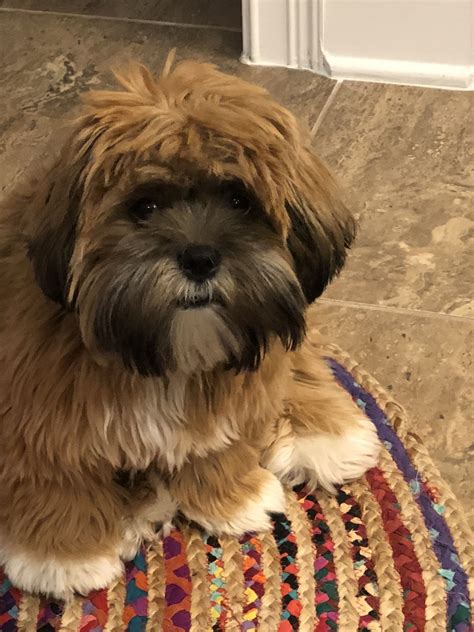 Lhasa Apso Rescue Illinois