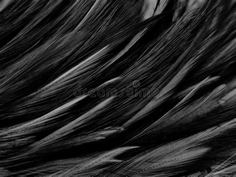 Beautiful Abstract Black Feathers on Dark Background, Gray Feather Texture on Black Background ...