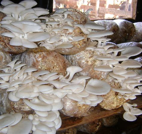 From PA to the World: Mushrooms in Rwanda