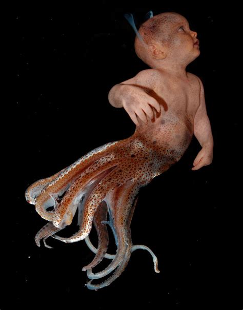 Squid Baby by almaxaquotal on DeviantArt