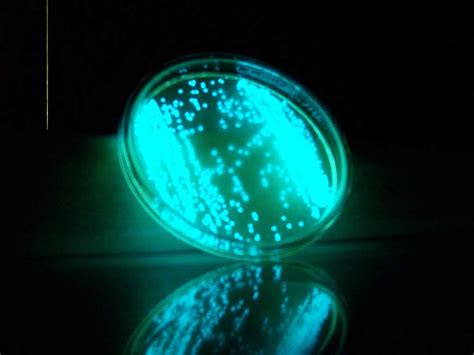 Bioluminescence: The Secret of Glow in The Dark Sea : Plantlet