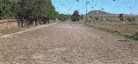 Concern about SA’s locust control preparedness this season - Rosywood Mahemu Estate