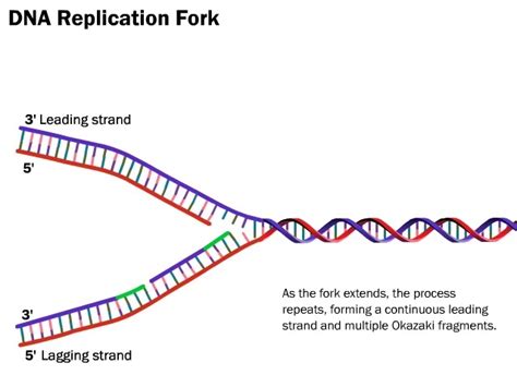 Dna Replication Steps For Dummies