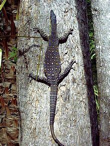 Goanna - Wikipedia