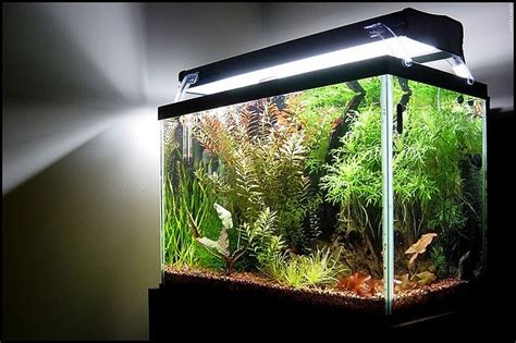 Modern Lighting Systems for Freshwater Aquarium - Aquascape Aquarium - Freshwater Aquarium ...