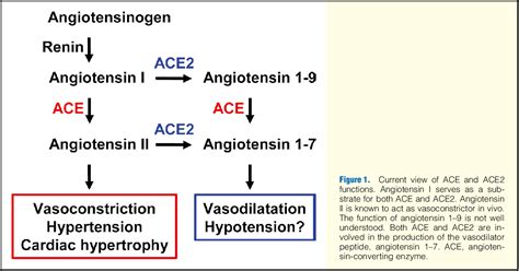 Figure 1 from Angiotensin-Converting Enzyme 2 ( ACE 2 ) in Disease Pathogenesis | Semantic Scholar