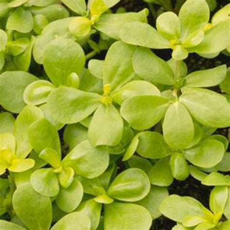 100 Golden Purslane Portulaca Seeds - Welldales