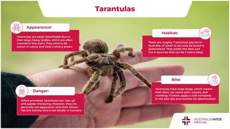 The Tarantula | Spider Facts