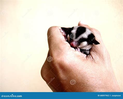 Baby Sugar Glider Sleeping In The Tree Royalty-Free Stock Image | CartoonDealer.com #263146546