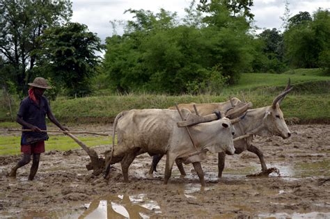 File:Ploughing a paddy field with oxen, Umaria district, MP, India.jpg - Wikipedia, the free ...
