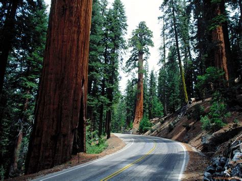 Sequoia National Park Wallpapers - Wallpaper Cave