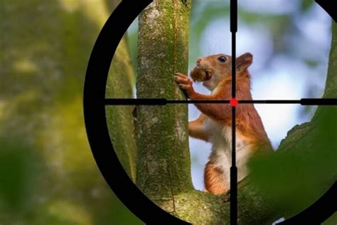 5 Best Pellet Guns for Squirrel Hunting (Beginners’ Ultimate Guide) - January.2024