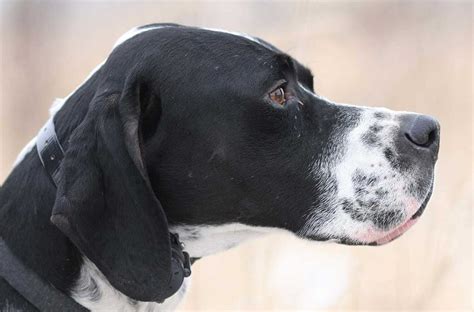 I Migliori Cani da Tartufo. Scopriamo Insieme le Razze | Tuscany Truffle