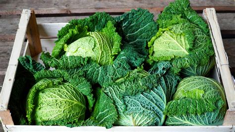 How To Harvest Cabbage - 6 Easy Steps