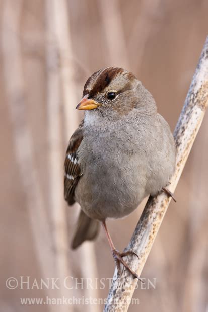 Juvenile White-crowned Sparrow (Photo of the week)