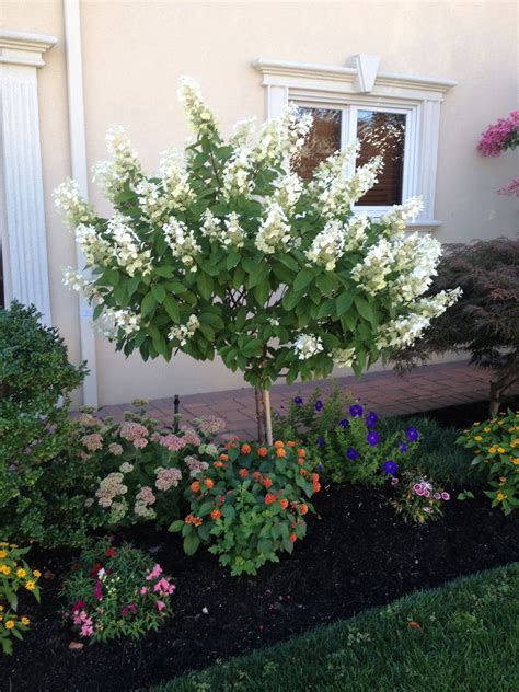 BIG COLOR = IMPRESSIVE LINES | Small front yard landscaping, Front yard ...