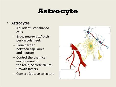 PPT - Subdivisions of Nervous System PowerPoint Presentation - ID:313683