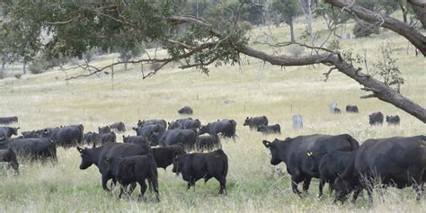 Angus Cattle - Angus Australia