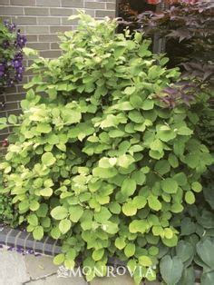 fothergilla | Shade garden plants, Plants, Easy garden