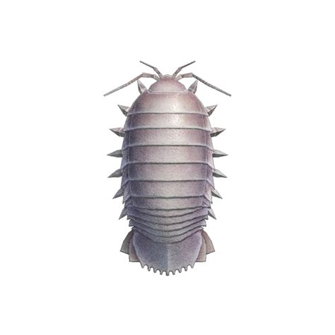 Giant isopod | Animal Crossing Wiki | Fandom