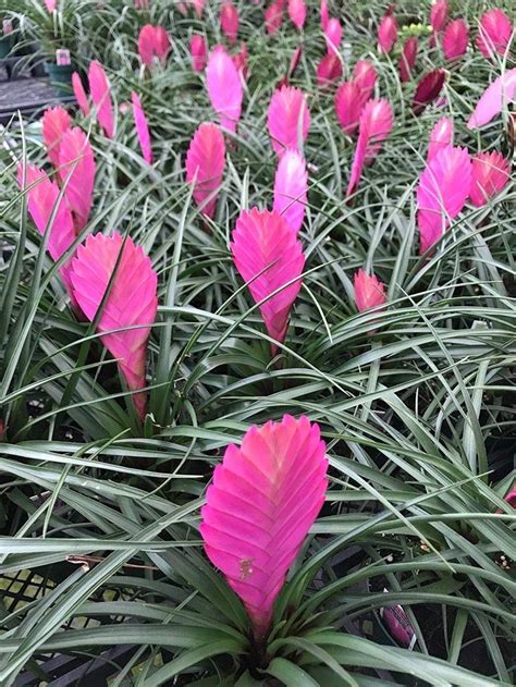 Amazon.com : Tillandsia cyanea - Pink Quill Bromeliad/Air Plant - in ...