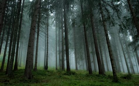 landscape, Nature, Forest, Mist, Trees, Grass, Pine Trees Wallpapers HD ...