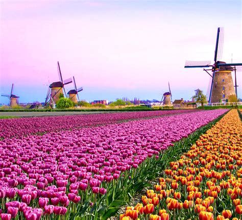 Amsterdam Tulips How To See These Majestic Blooms in 2020 | Amsterdam tulips, Tulip fields ...