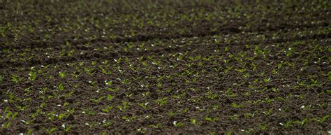 The Best Way to Prep Your Seedbed for the New Growing Season - Garden ...