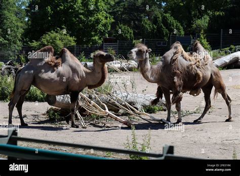 Wild bactrian camels camelus bactrianus hi-res stock photography and ...