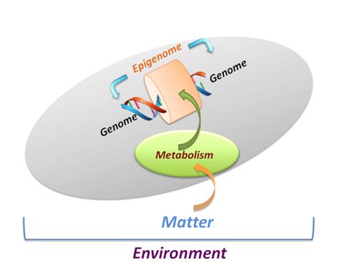 Epigenetics: the genome and its environment - Encyclopedia of the ...