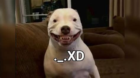 Maddy the Pitbull / Perro ._.XD | Know Your Meme