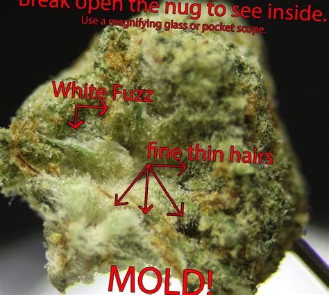 Mold on Marijuana Plants - NCSM