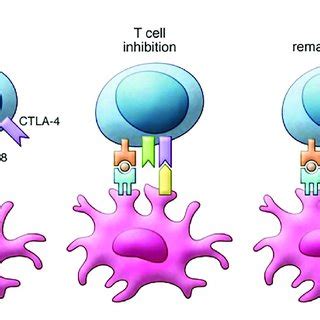 | Mechanism of action of ipilimumab. T cell activation requires ...