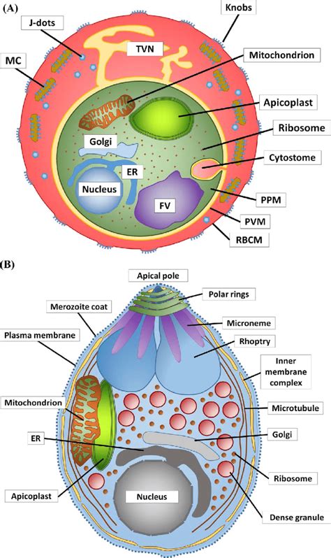 Membrane compartments of the P. falciparum blood stages. (A) The... | Download Scientific Diagram