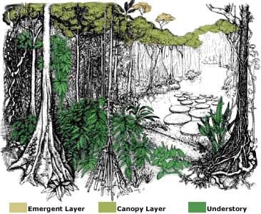 Tropical Rainforest Layers