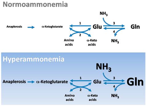 Biomolecules | Free Full-Text | Central Role of Glutamate Metabolism in ...