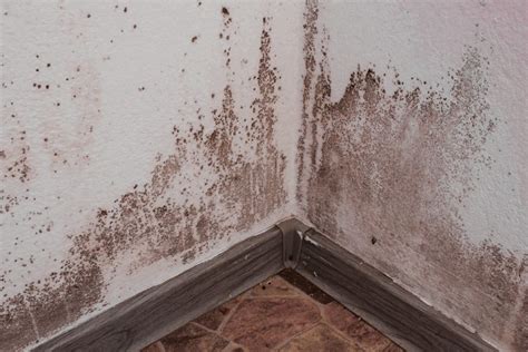 How to Know if You Have Mold in Your House and What to Do to Treat It