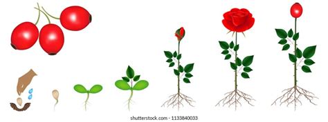 Rose Life Cycle Royalty-Free Images, Stock Photos & Pictures | Shutterstock