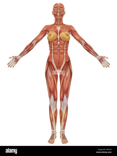 Tulipanes pueblo Paine Gillic female muscle anatomy drawing Recitar ...