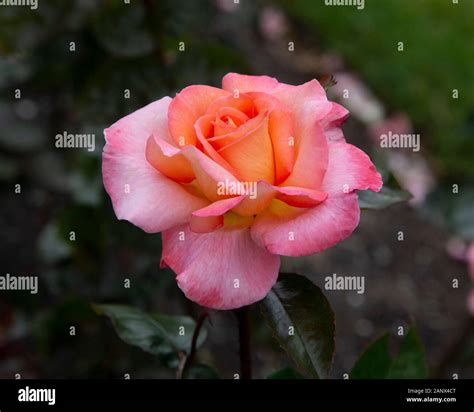 Heart Throb - Hybrid Tea Harkness Rose Stock Photo - Alamy