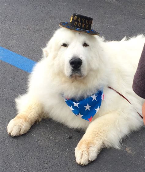 Minnesota town re-elects four-legged mayor – Twin Cities