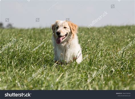 1,510 Golden Retriever Labrador Mix Images, Stock Photos & Vectors ...