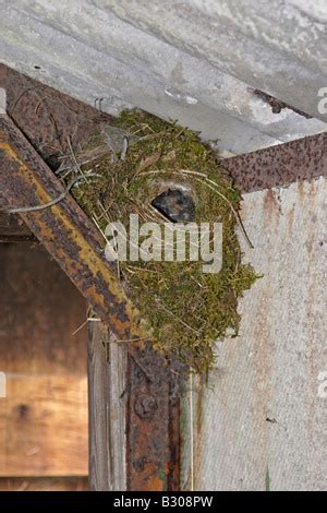 Winter Wren at Nest Stock Photo: 19061228 - Alamy