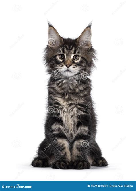 Classic Tabby Maine Coon Kitten on White Background Stock Photo - Image of household, breed ...