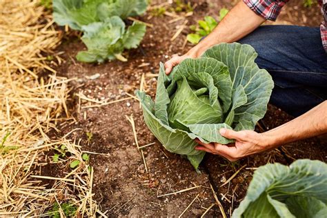 How to Grow Cabbage in Your Garden